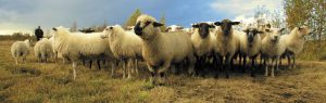 herd of sheep in a field
