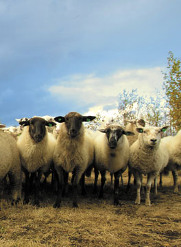 Sheep at Cheshire Farm Vets