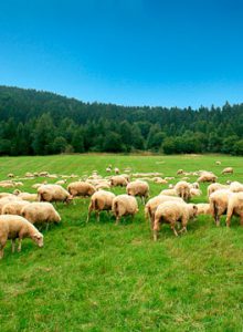 Sheep registered with Cheshire Farm Vets