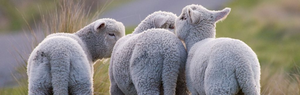 baby lambs in Cheshire