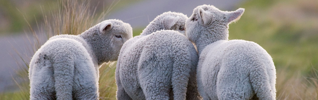 Advanced Sheep Breeding Services
