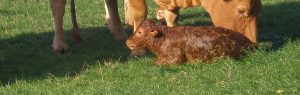 New born calf in emergency