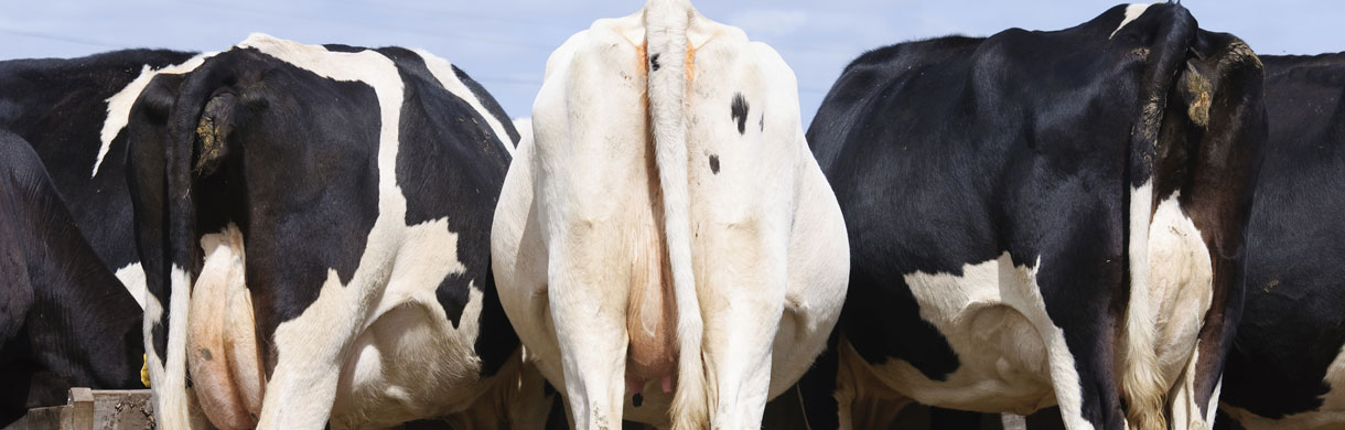 Cattle Health Scheme and Diagnostics